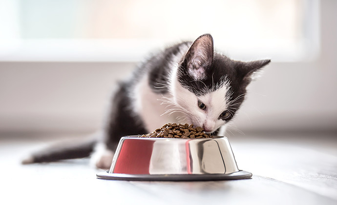 子ねこのごはん、食器と専用のミルク・フードを用意して