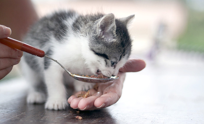 食べ物への興味が芽生える、離乳期(生後4～8週間)