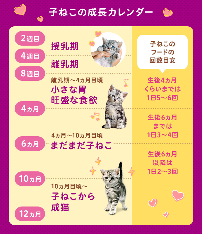 ＜子ねこの成長カレンダー 早見表＞