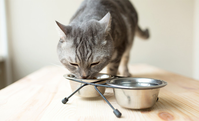 猫に食べさせてはいけないもの