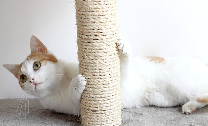 爪とぎのしつけは子ねこのうちに!