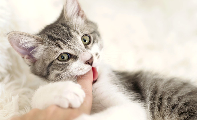噛み癖防止対策方法！子ねこの甘噛み