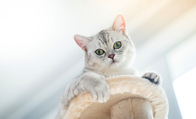 登るの大好き！高い場所は安心スペース