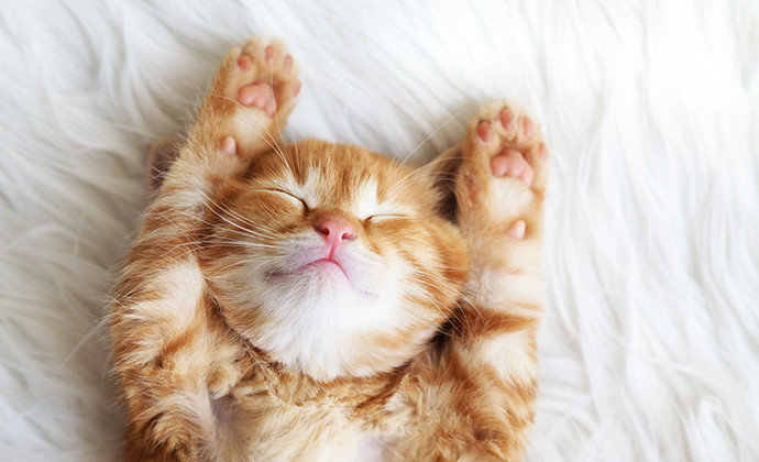 寝る時間が長い！子ねこは20時間以上も