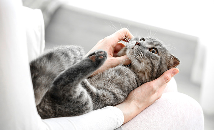 なぜ猫はゴロゴロ音を鳴らすの？